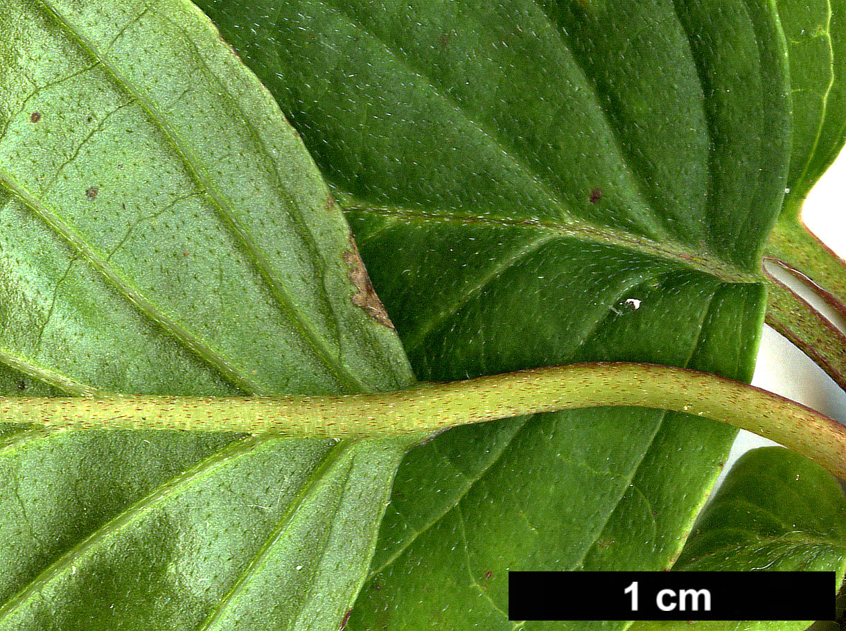 High resolution image: Family: Cornaceae - Genus: Cornus - Taxon: sanguinea - SpeciesSub: subsp. australis